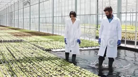 穿着实验室长袍的男人和女人在温室里和绿色植物一起工作视频的预览图