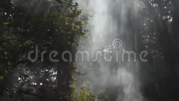 阳光和烟雾视频的预览图