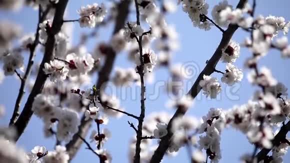 蜜蜂给树上的花授粉春天晴天自然快关门它在移动中被移除视频的预览图