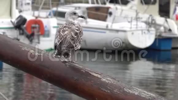 一只年轻的地中海鸥在港口觅食视频的预览图