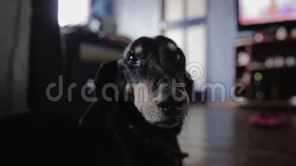 黑狗盯着摄像机狗嘴的特写镜头视频的预览图