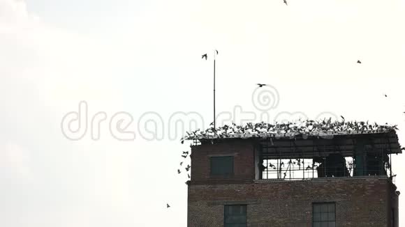 一群鸟离开屋顶视频的预览图