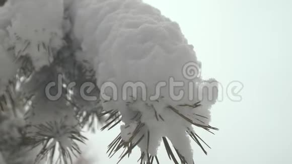 冬天在一个圣诞公园里被白雪覆盖的松树枝雪落在杉树的树枝上美丽的冬天视频的预览图