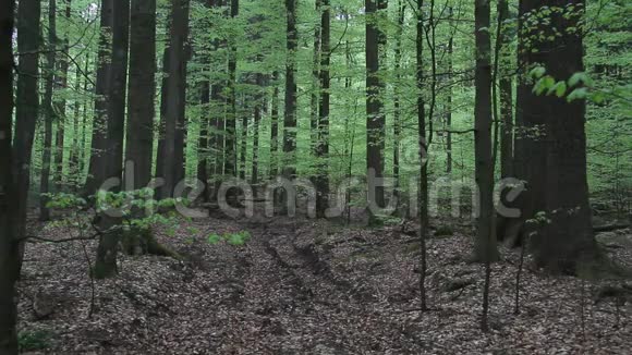 春季的山毛榉树林向上倾斜视频的预览图
