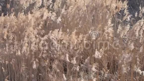 普通芦苇早春沼泽中的干芦苇视频的预览图