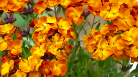 色彩鲜艳的花丛视频的预览图