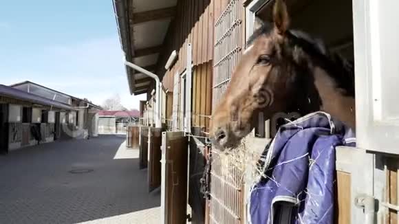 一匹棕色的马在谷仓里放着头一边吃东西一边享受他的一天视频的预览图