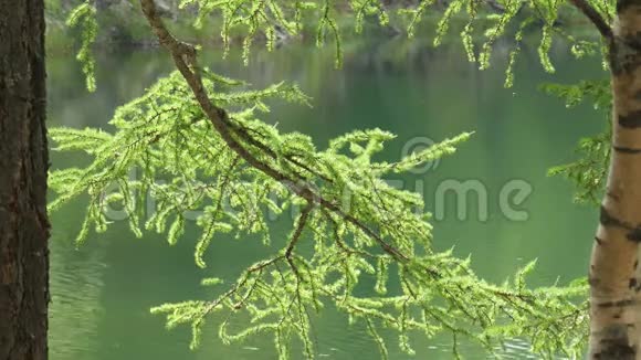 落叶松的分支森林湖前有短柄视频的预览图