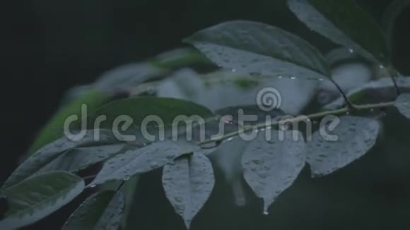 雨水的叶子视频的预览图