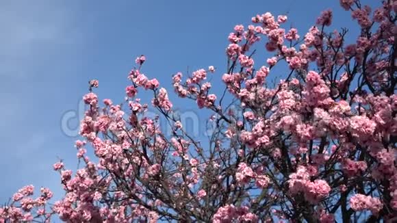 开花树的枝条秋葵开花了4k录像视频的预览图