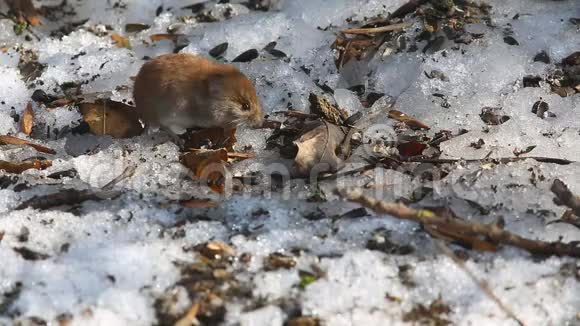 常见的田鼠正在寻找早春所有枯叶和残雪的食物视频的预览图