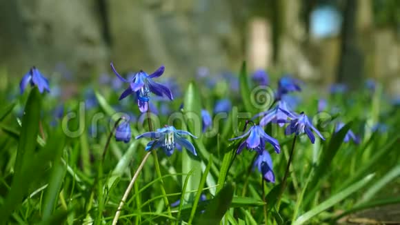 草地上的蓝色小花视频的预览图