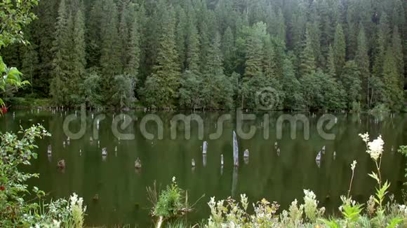 森林和湖泊视频的预览图