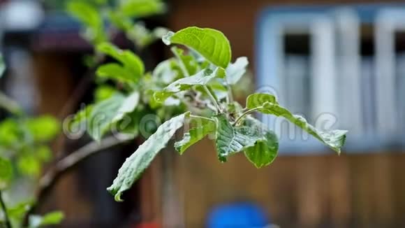 夏天下雨的苹果树视频的预览图