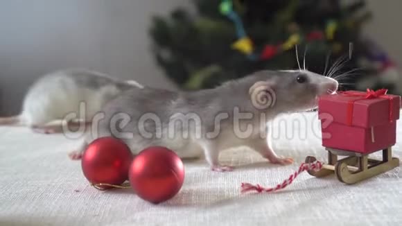 两只灰色老鼠在圣诞装饰间的桌子上奔跑新年装饰视频的预览图