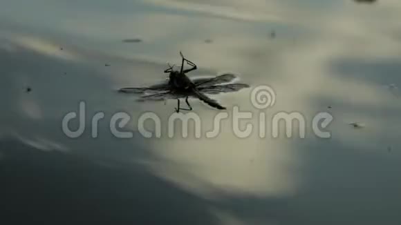 人类拯救了一只落水的蜻蜓视频的预览图