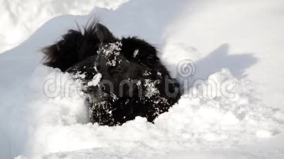 可爱的狗在雪地里玩耍滑稽狗把脸放进雪里好奇的小黑狗在雪地里探索和享受乐趣发生了什么视频的预览图