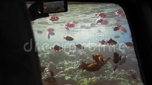 五颜六色的美丽的鱼在船的舷窗与透明的底部未经识别的游客拍照视频的预览图