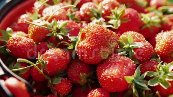 美味的红色成熟花园草莓来自花园的天然农村产品视频的预览图