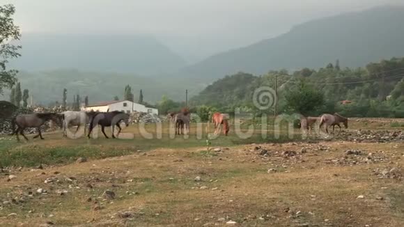 一群马在乡间的草地上行走视频的预览图