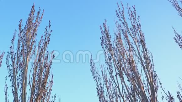 没有树叶的白杨树映衬着蓝天视频的预览图