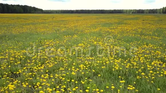 夏季草地上近景明亮的黄色蒲公英视频的预览图