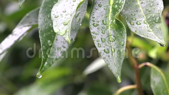 水滴在绿色植物上视频的预览图