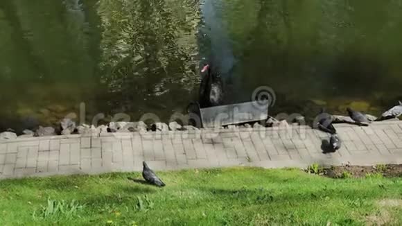 一只美丽的黑天鹅正从湖边的铁罐里吃东西鸽子正坐在周围视频的预览图