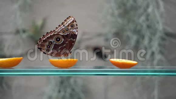 在灰色背景下柑橘果实上饮用花蜜的蓝色花斑蝶棕蝴蝶近景视频的预览图