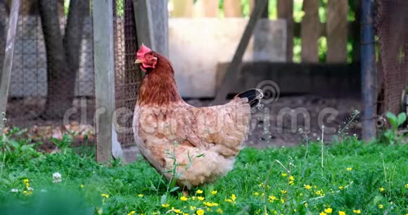 草地上美丽的棕色小鸡视频的预览图