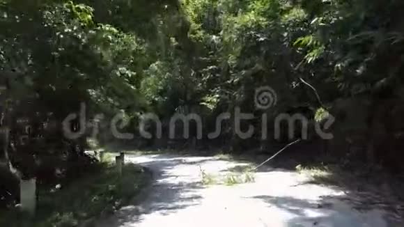 丛林之路转弯树枝倒下绿树成荫视频的预览图