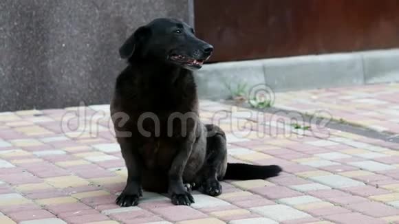 悲伤孤独的混血狗坐在城市的街道上不幸的无家可归的黑狗视频的预览图