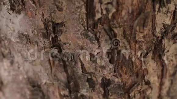 蚂蚁爬上树视频的预览图