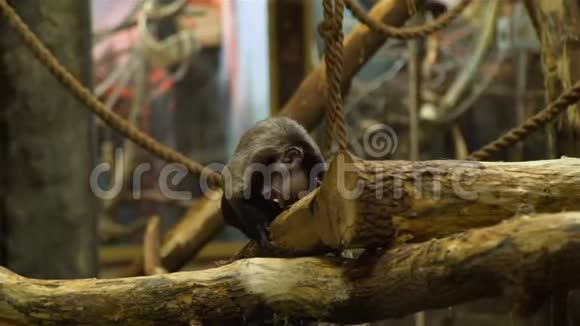 猴子坐在树枝上抓鼻子视频的预览图