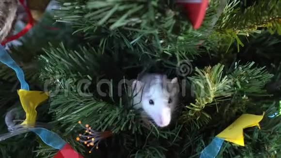 灰白色的老鼠穿过圣诞树的树枝新年装饰视频的预览图