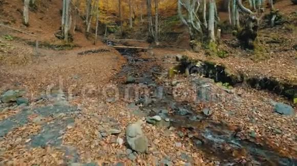 秋天森林中的山势溪视频的预览图