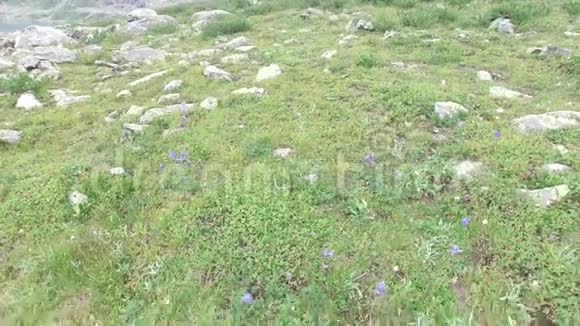风景如画的绿松石阿拉阿斯基尔湖景区鸟瞰图阿尔泰山视频的预览图
