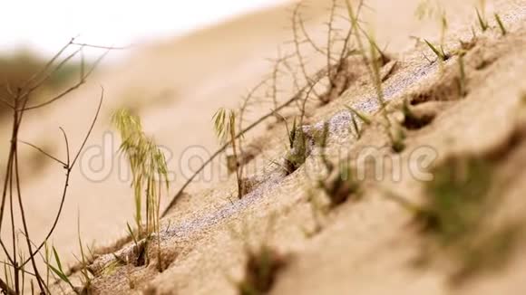 沙漠中的草沙特写视频的预览图