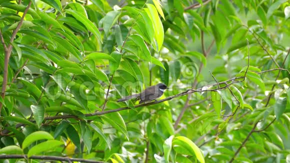 早晨在树枝上栖息的扇尾鸟视频的预览图