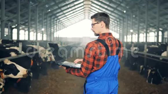 现代农民一个手提电脑的男农正在观察奶牛视频的预览图