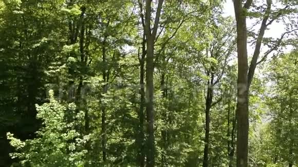 上古堡附近的Orchwiller森林视频的预览图