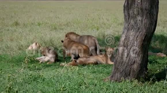 骄傲的野狮子躺在草地上在炎热的树荫下休息视频的预览图