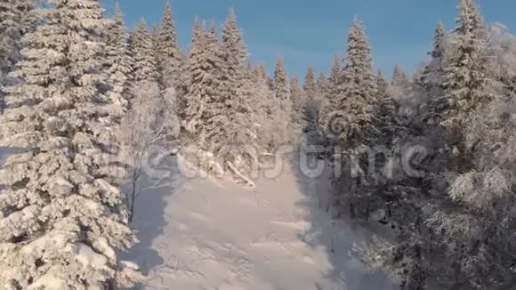 在冬天看到一片覆盖着雪的冰冻森林视频的预览图