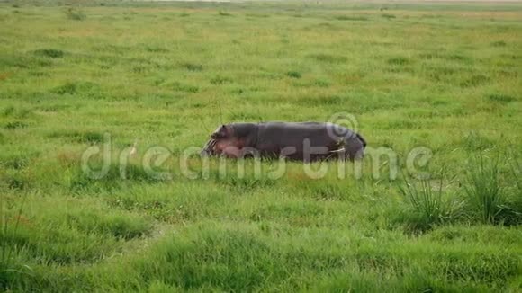 非洲河马在泥泞的泥地里打着嫩绿的草视频的预览图