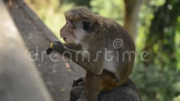斯里兰卡成年猴子坐在石头上吃香蕉视频的预览图