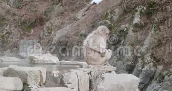 一只雪猴在温泉边上挠痒痒视频的预览图