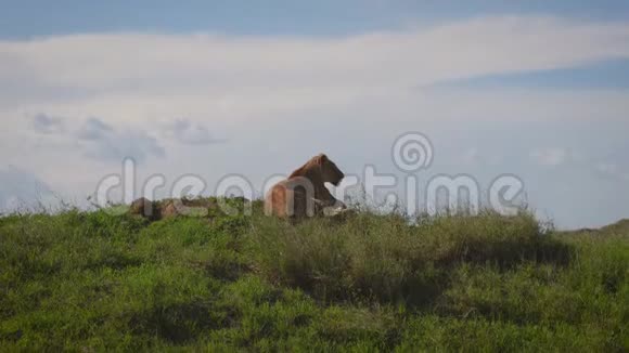 野狮躺在山上寻找猎物和非洲草原视频的预览图