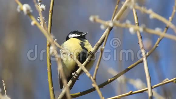 大鸟大鸟在初春的阳光下坐在树枝上视频的预览图