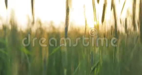 春日照耀在小青麦田之上的农业景观视频的预览图