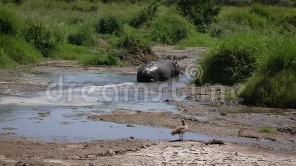 河马在水坑里钻过完全浸满泥土以免过热视频的预览图